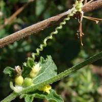 Cucumis maderaspatanus L.